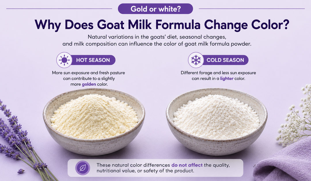 Two bowls of goat milk formula powder comparing golden hot-season powder with lighter cold-season powder, illustrating natural seasonal color variation.